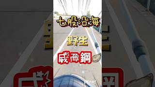 七股沿海。野生  威而鋼 🦪 滿滿都是蚵仔