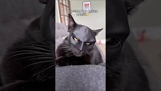 This Superhero Mask is Every Cat’s Dream! 🦇🐱🔥 #FunnyPets #CatStyle #PetAccessories