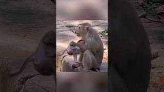 Funny mother monkey 😁 #monkey #babymonkey #badmonkey #funnymonkey #shots #animals