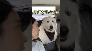 イッヌの動画見てニヤけたら負けwww #ゴールデンレトリバー #犬 #犬のいる暮らし #いぬ #かわいい #2ch動物スレ