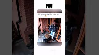 POV: If Dogs Had a Sense of Humor 😂🐶 #dogPOV #funnydogs