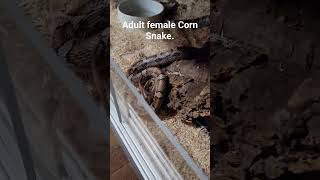 male vs female corn snake feeding response. #snakefeeding #cornsnake