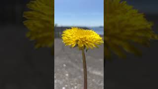 It’s me, Hi! #dadlife #shorts #dandelion #flowers #music #beachcombing #beach #scenery #village