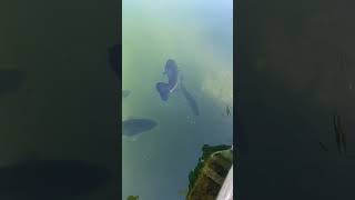 #twofish #fish #twofish #motorcycle