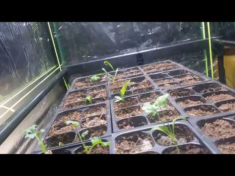 1 31 sprouts