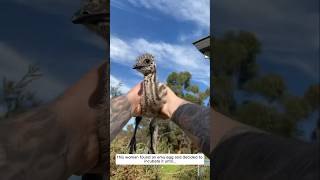 This woman found an emu egg and decided to incubate it until...