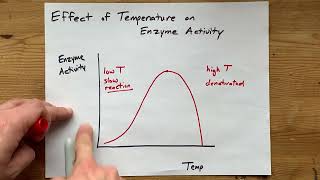 Effect of Temperature on Enzyme Activity