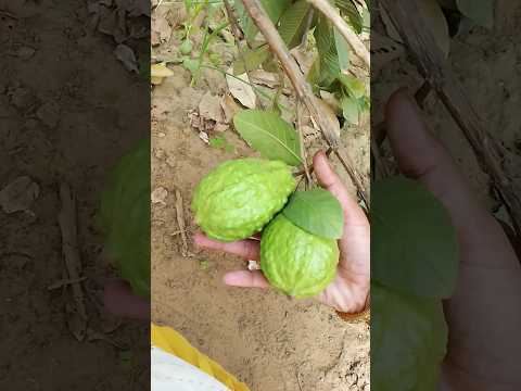 Fruit harvesting #homegarden