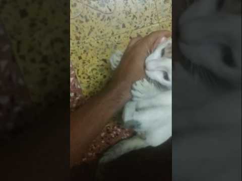 bille ne kiya hamla 😱 #badmashbilla #catshorts #cutecats