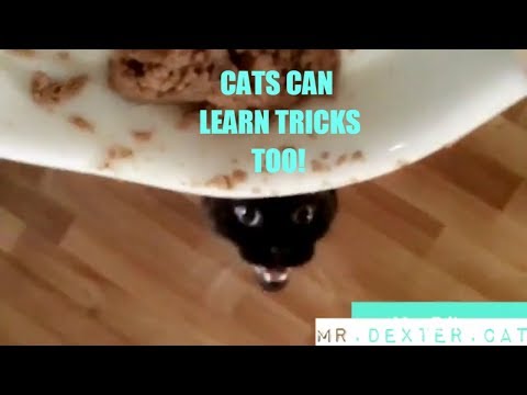 CAT LEARNS TRICK (SIT AND WAIT)
