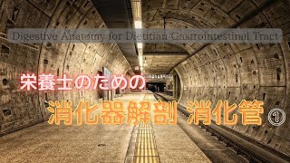 #79①【栄養士のための消化器解剖_消化管】Digestive Anatomy for Dietitian Gastrointestinal Tract