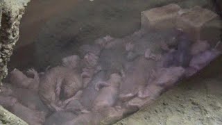 ハダカデバネズミ可愛い❤ Cute naked mole rat #61　【Cute animal videos】【上野動物園】