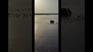 Ducks hunting drone shoot #indusriver #pakistan #duckshunting #hunting #shukaibkhan