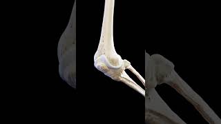 Anatomy of the knee in motion  #anatomy #meded