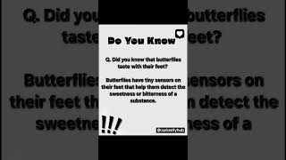 butterfly taste how ? #doyouknow #facts #fact #didyouknow #didyouknowfacts  #dailyfacts #dailyfact