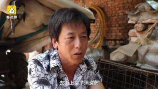【梨视频拍客】他巡山发现受伤野生麝，买奶粉喂养