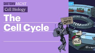 The Cell Cycle: Phases Explained (Full Lesson) | Sketchy MCAT