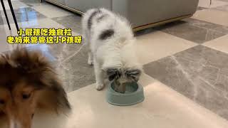 看喜乐蒂宝宝是咋么干饭的