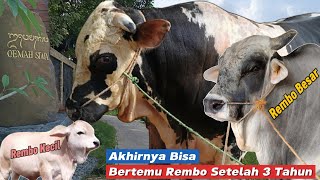 AKAN DIRAWAT SAMPAI M4TI Sapi Jumbo Lembu Nandini & Ada Sapi Unik di Siwa Farm‼️
