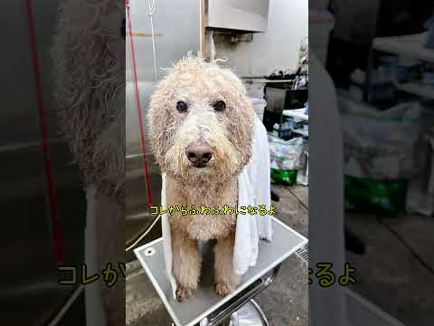 Standard poodle grooming #my dog ​​#life with a dog #large dog #poodle