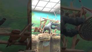 Silverback gorilla shows off strength and dominance #gorilla #meru