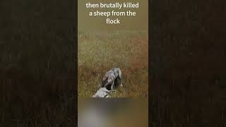 The Wolf That Preyed on the Flock #Wildlife #NatureDrama #SheepProtection #RanchLife #foryou