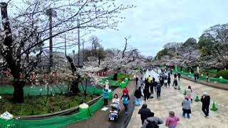 東京上野公園櫻花5