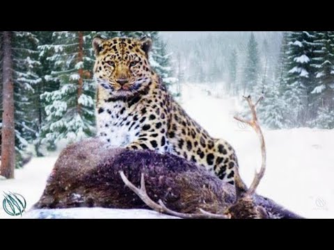 AMUR LEOPARD — The Rarest Most Endangered Frost-Fanged Feline in The World