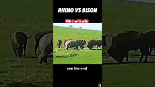 Bison vs Rhino: The Ultimate Showdown#shorts