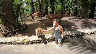 人类幼崽和小动物们