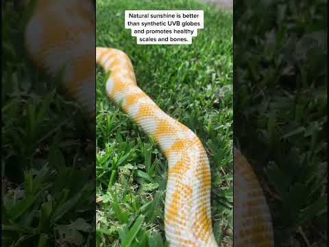 Natural sunshine, physical exercise and mental enrichment.  Perfect for all reptiles. #snake #python