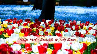 Hibiya Park: Nemophila and Tulip Season | #日比谷公園 : ルリカラクサ  チューリップ  季節 | #Hibiyapark
