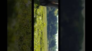 Cinematic Video Shot On 30 FPS Canon 200D is cinematic  Explore