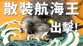 【阿格力】散裝航運全線漲停噴出，怎麼追才安全！？裕民、慧洋-KY不同命，觀察指標大不同！