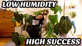 Low Humidity Anthurium Plant Haul