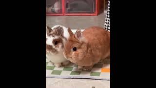 Angry Rabbits #rabbit #amazing #bunny #cutebunny #animals #pets #shorts