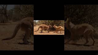 #animals #wildlifeentertainment #wildanimals #marinemystery #wildlife #animallife #animalworld
