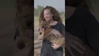 FUNNY DOGS - CÃES ENGRAÇADOS #shorts #caesfelizes #caes #caesdivertidos #dogs #funnydogs #happydogs