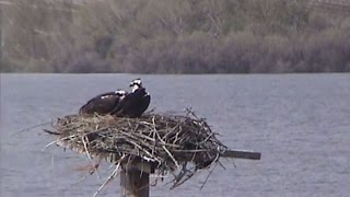 OSPREY CAM! at Deer Flat Wildlife Refuge