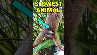 This Animal Poops Once a Week?! 🦥💩 #SlothFacts #FunnyAnimals #DidYouKnow