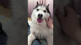 当我带狗回老家后 #万物可爱计划 #它真的好像个小宝宝 #被小狗治愈的一万个瞬间