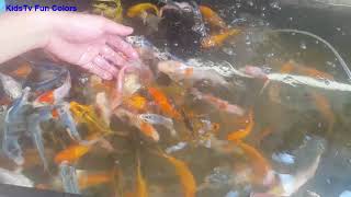 Koi Mini | Koi fish Pond | Japanese Koi Fish | fish pond | KidsTv Fun Colors