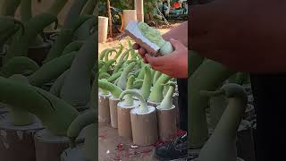 необычной формы тыква горлянка