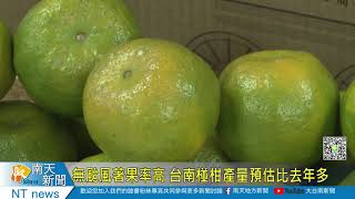 無颱風著果率高 台南椪柑產量預估比去年略增20201105