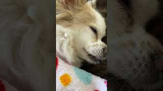 just vibes! #fypシ #viral #vibes #lovely #potato #lazy #yes #doggovibes #doggo #lazydogs #funnyshorts