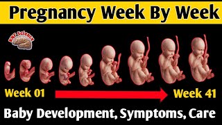 From Week 1 to 41🤰, Pregnancy Week By Week🌟 | 👶Baby Development, Fetal Development Week By Week