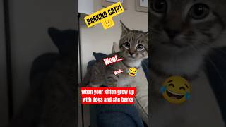 BAD DAY? These Cats Will Obliterate Your Stress! 💆😌 (Part 2) #cat #cats #catfails