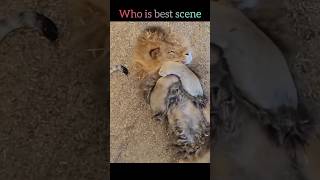 amazing lions #animals #discovery #topshorts
