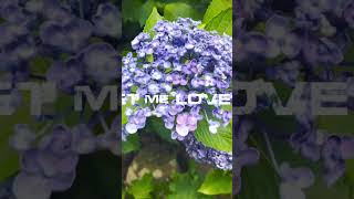 #ショート動画 #バイク女子 #ショート #ソロ活#ソロ活女子のススメ #紫陽花