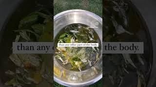 #shortsviral #herbalmedicine #herbs #footbath